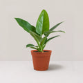 Philodendron Green Congo