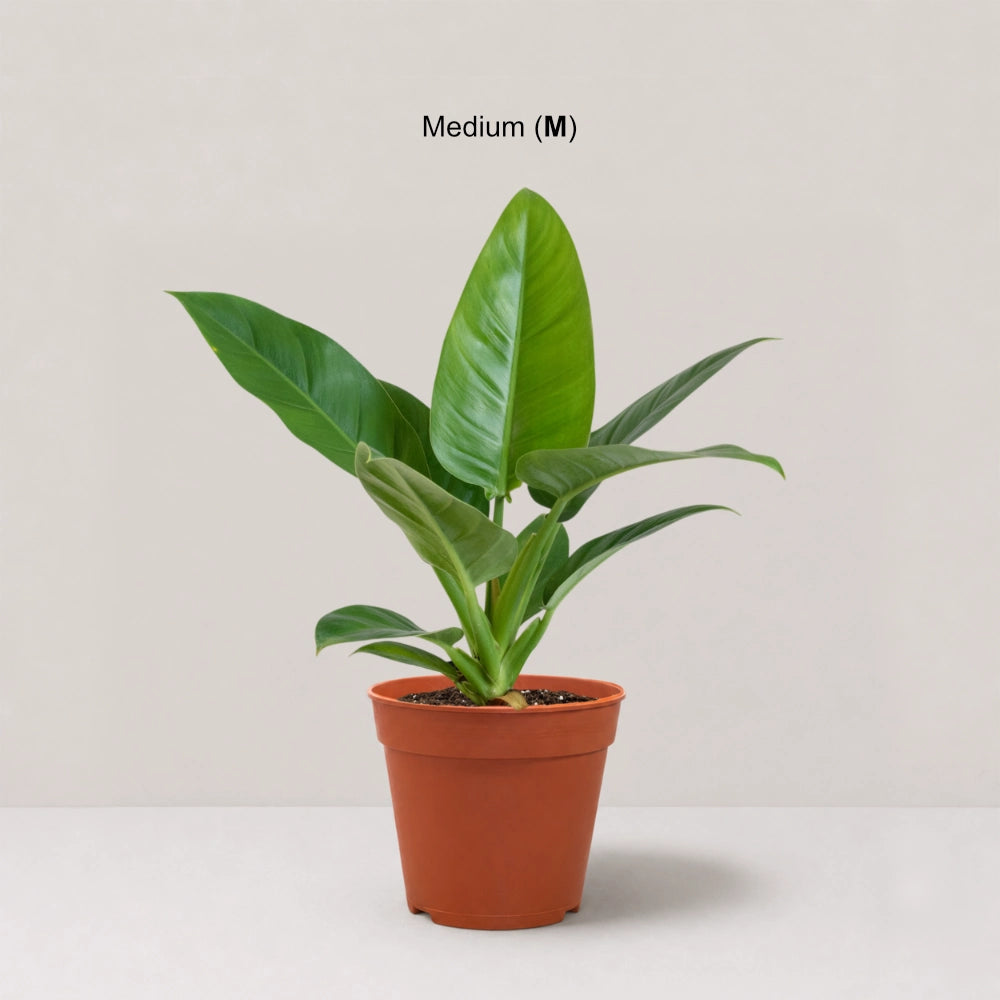 Philodendron Green Congo