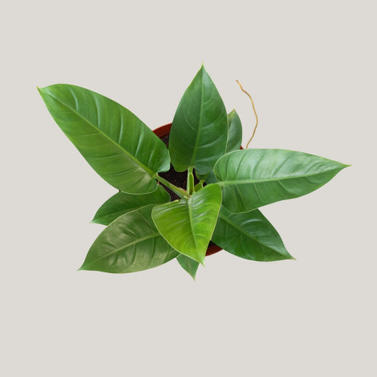 Philodendron Green Congo