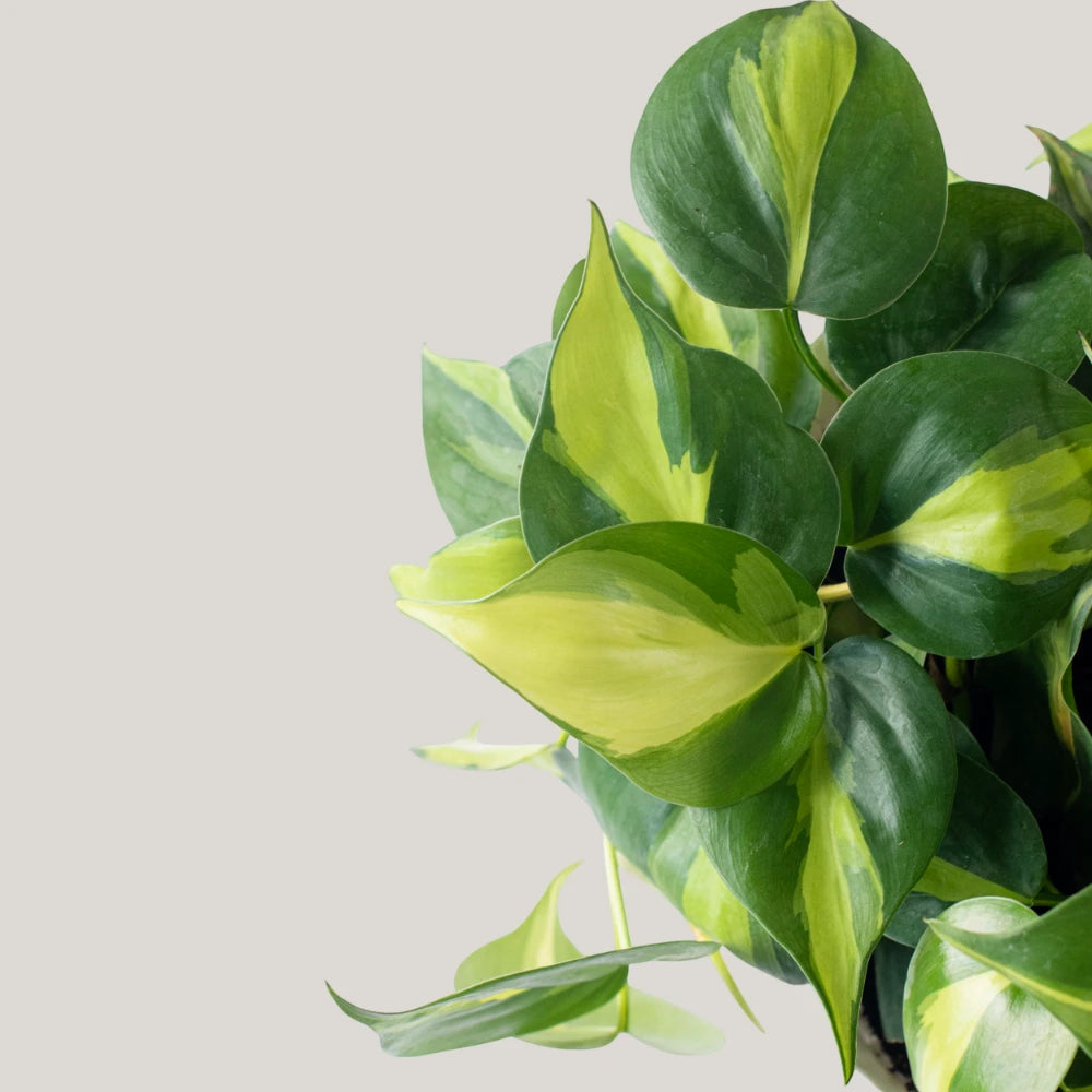 Philodendron Brasil