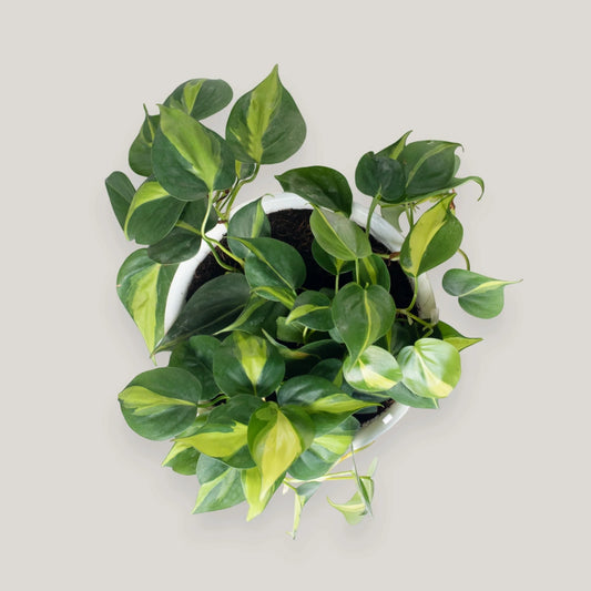 Philodendron Brasil