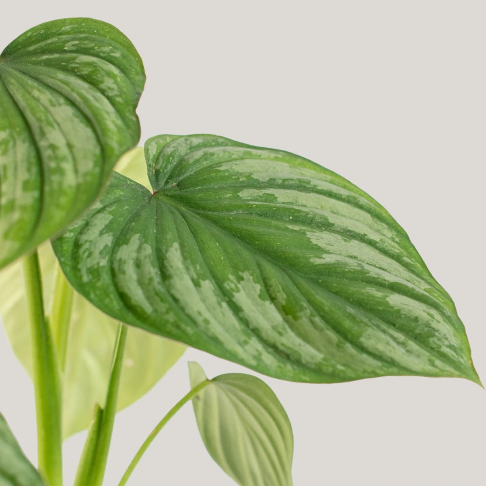 Philodendron mamei 'Silver Cloud'