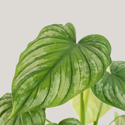 Philodendron mamei 'Silver Cloud'