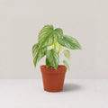 Philodendron mamei 'Silver Cloud'