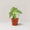 Philodendron mamei 'Silver Cloud'