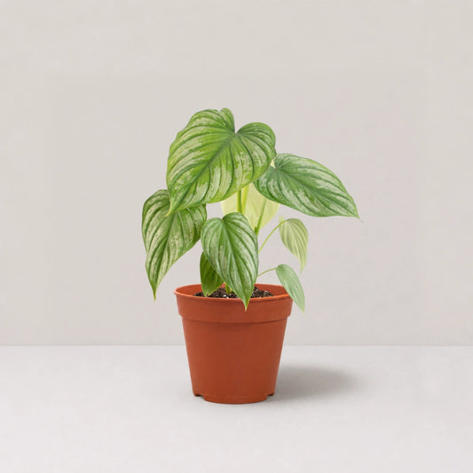 Philodendron mamei 'Silver Cloud'