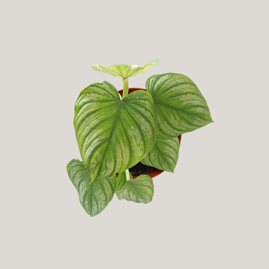 Philodendron mamei 'Silver Cloud'