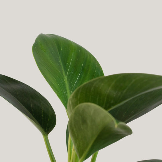 Philodendron Birkin