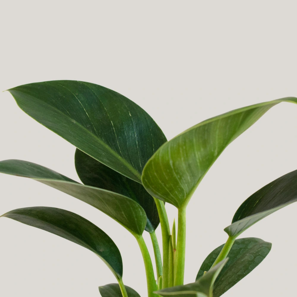 Philodendron Birkin