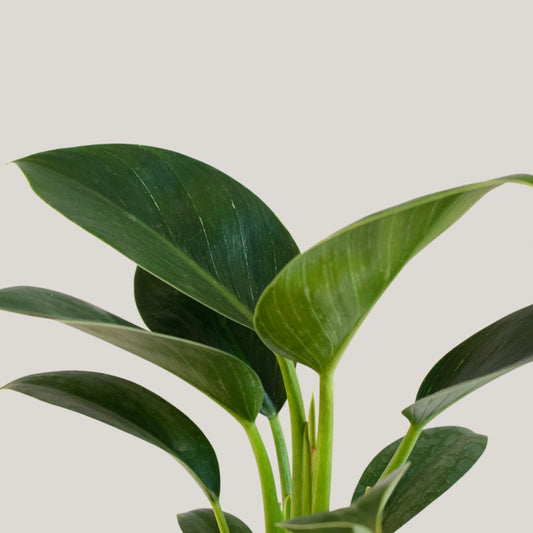 Philodendron Birkin