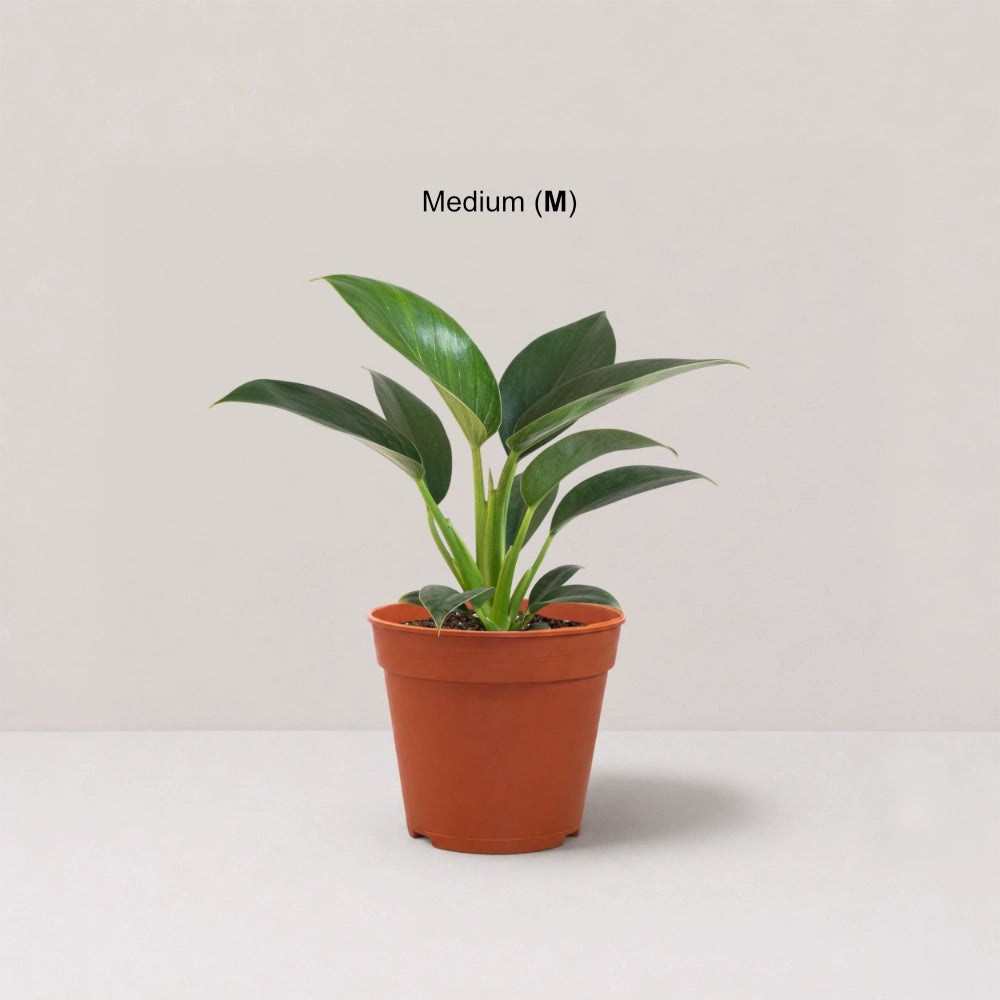 Philodendron Birkin