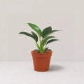 Philodendron Birkin