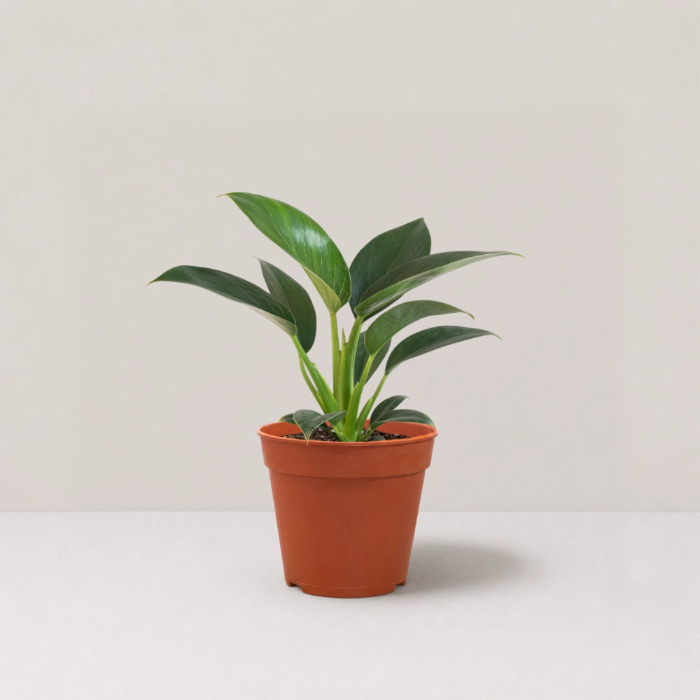 Philodendron Birkin