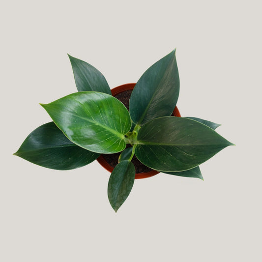 Philodendron Birkin