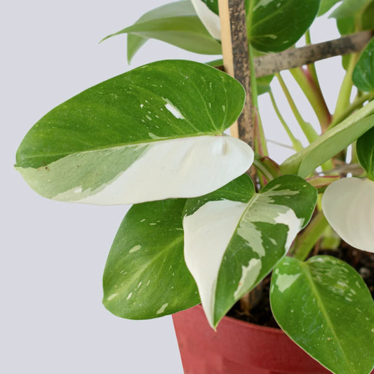 White Princess Philodendron