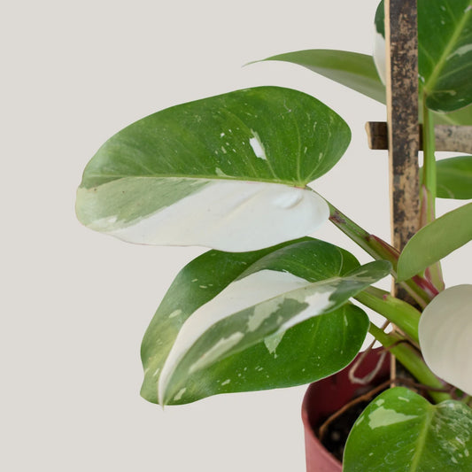 White Princess Philodendron