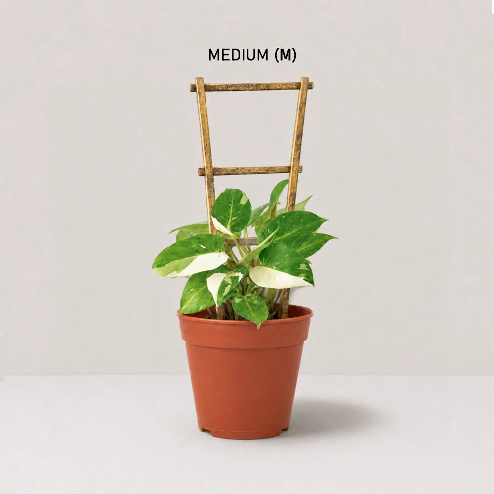 White Princess Philodendron