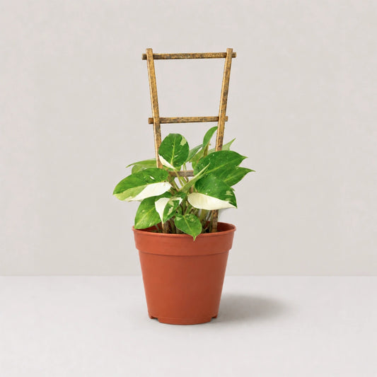 White Princess Philodendron