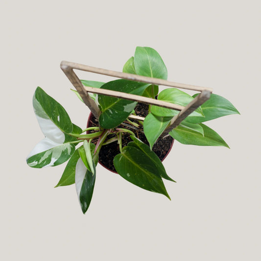 White Princess Philodendron