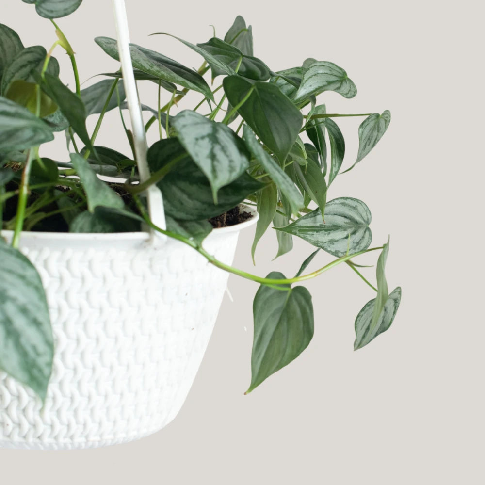 Philodendron Brandtianum