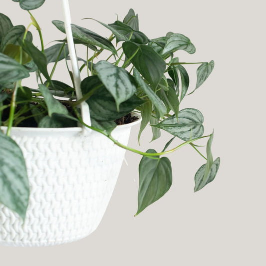Philodendron Brandtianum