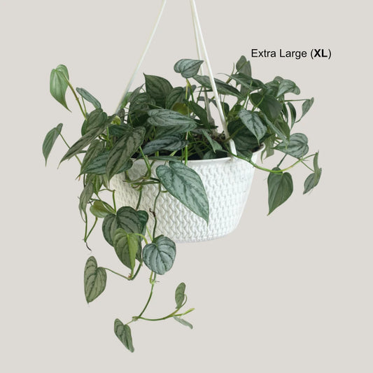 Philodendron Brandtianum