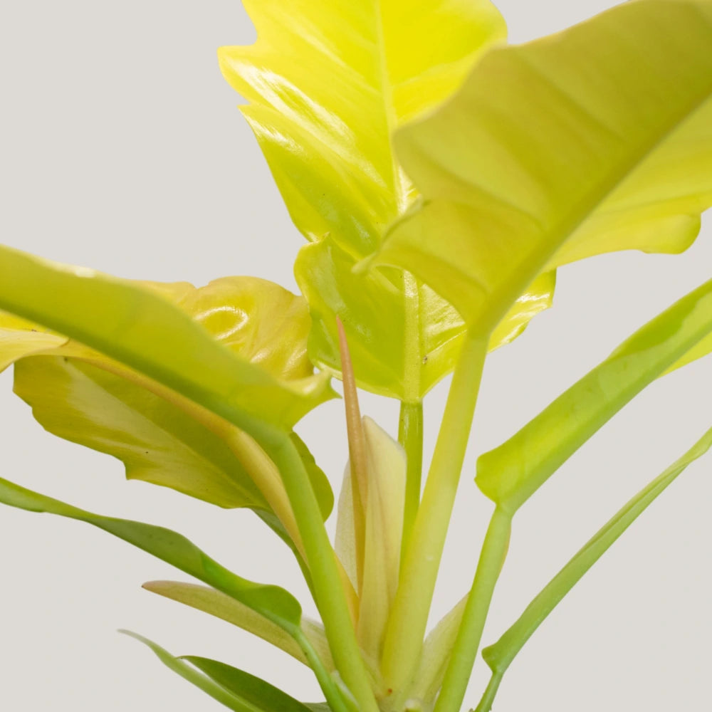 Philodendron Golden Saw