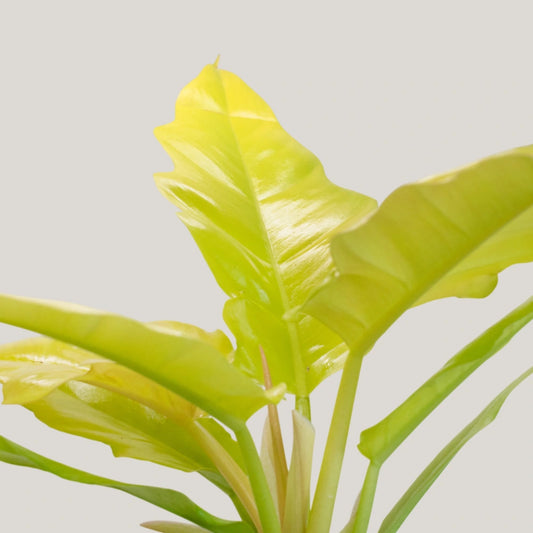 Philodendron Golden Saw