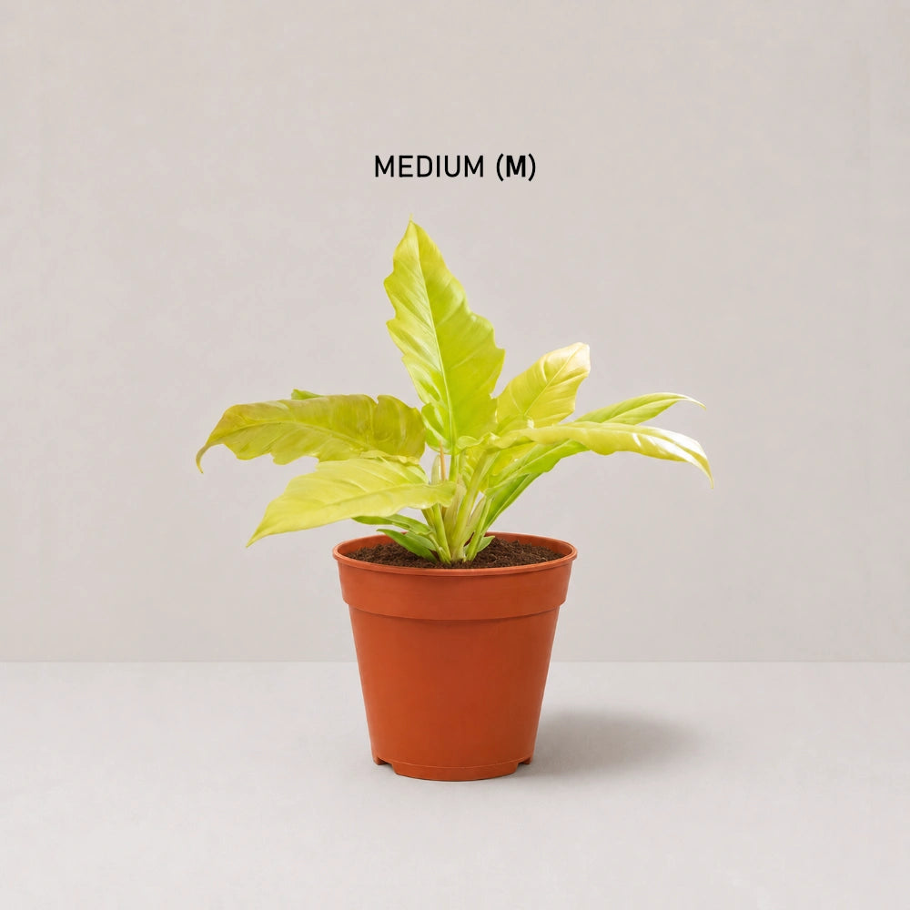 Philodendron Golden Saw