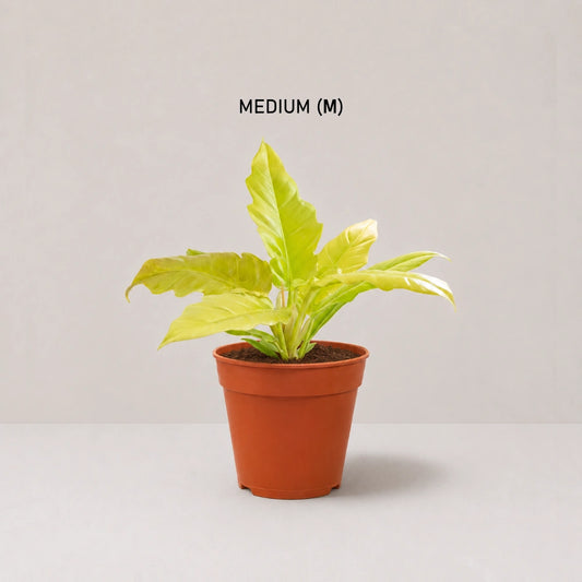 Philodendron Golden Saw