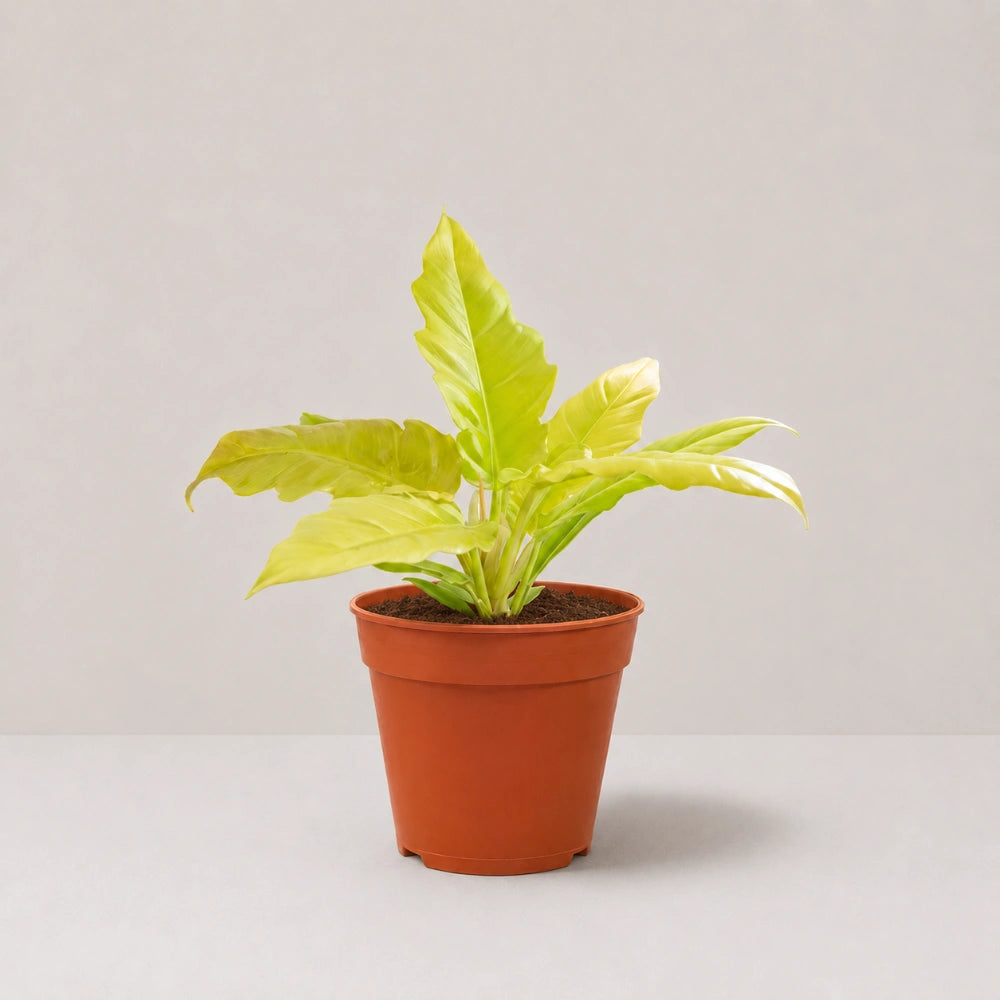 Philodendron Golden Saw