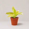 Philodendron Golden Saw