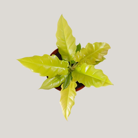 Philodendron Golden Saw
