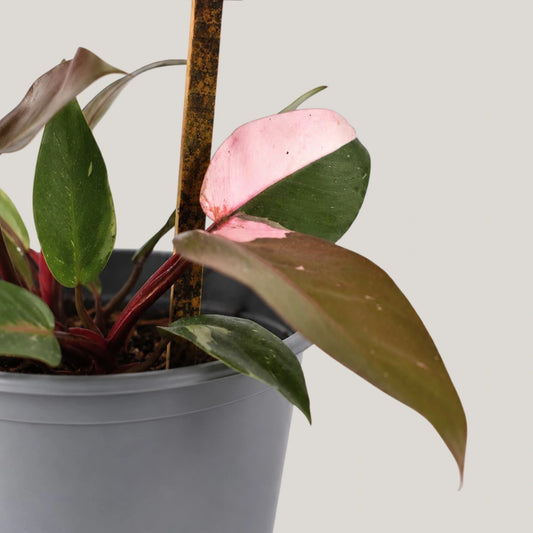 Pink Princess Philodendron