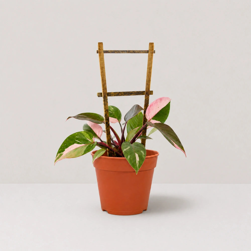 Pink Princess Philodendron