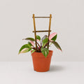 Pink Princess Philodendron