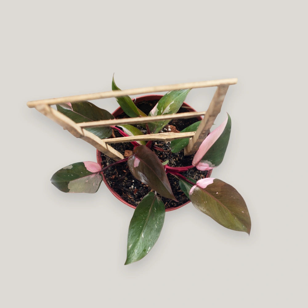 Pink Princess Philodendron