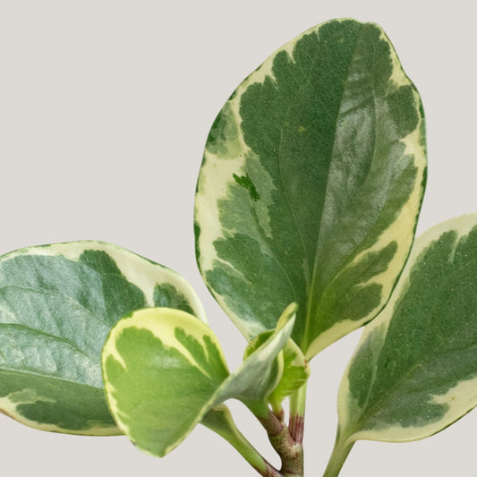 Peperomia Variegate