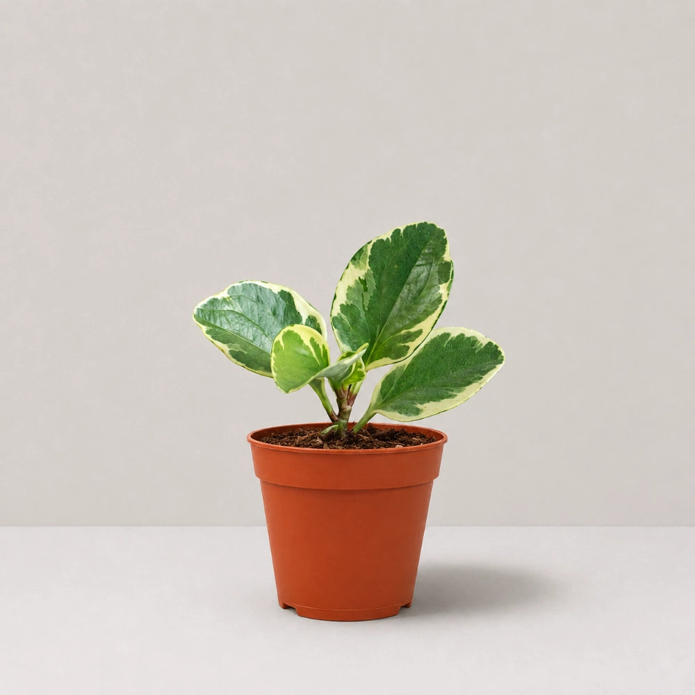 Peperomia Variegate