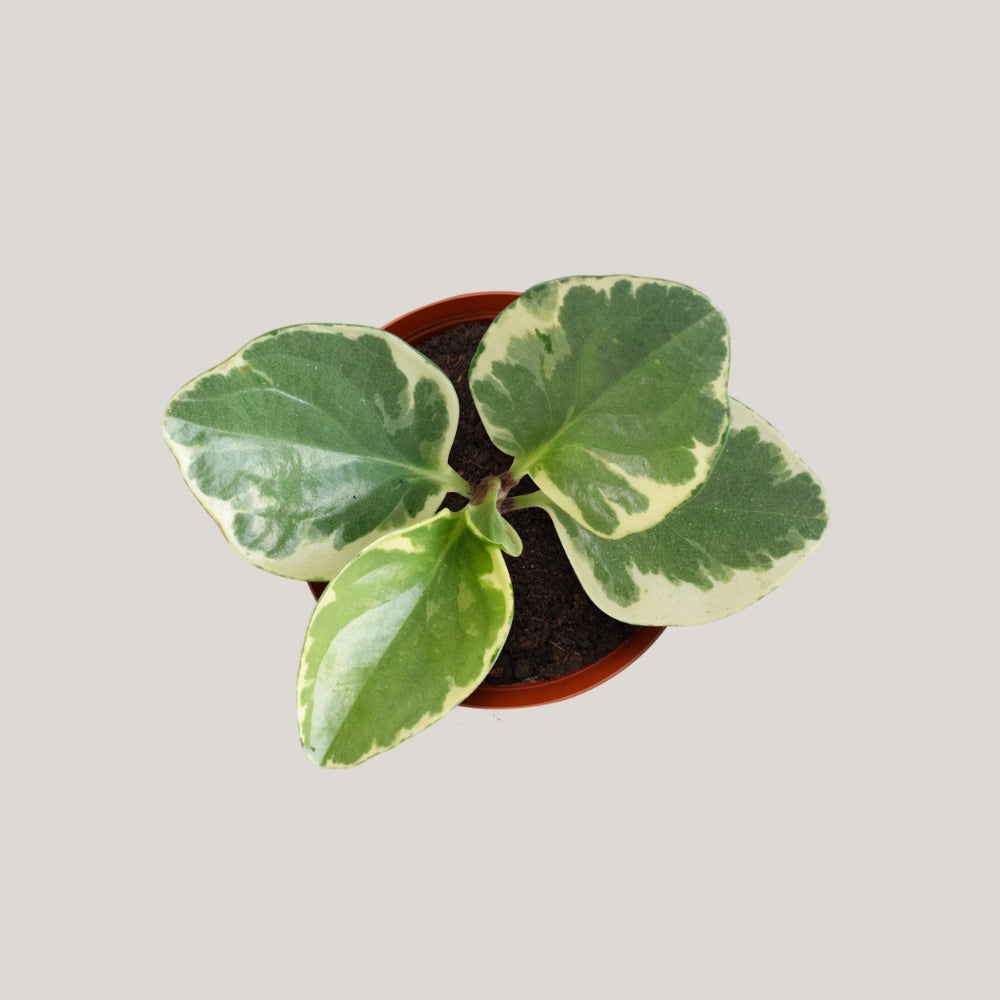 Peperomia Variegate