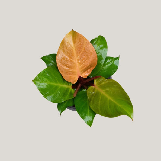 Philodendron Prince of Orange