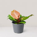 Philodendron Prince of Orange
