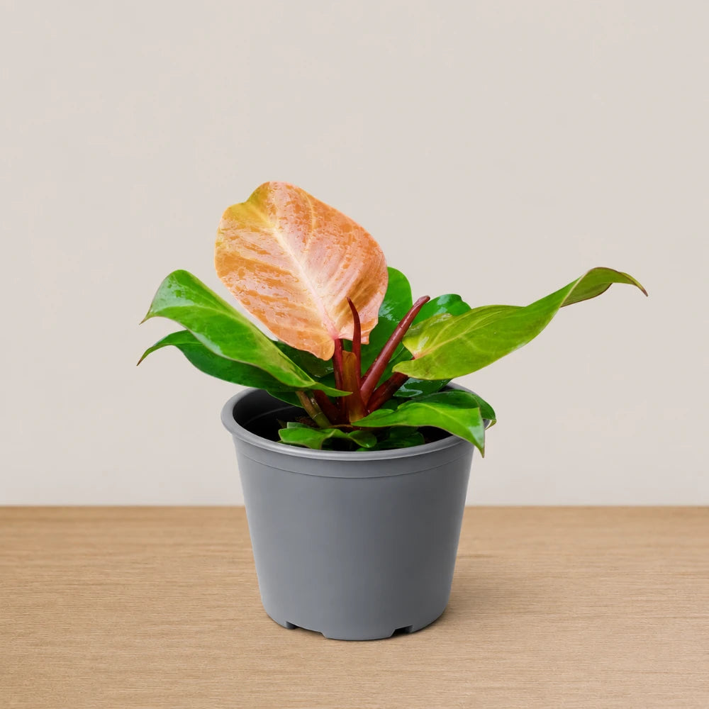 Philodendron Prince of Orange