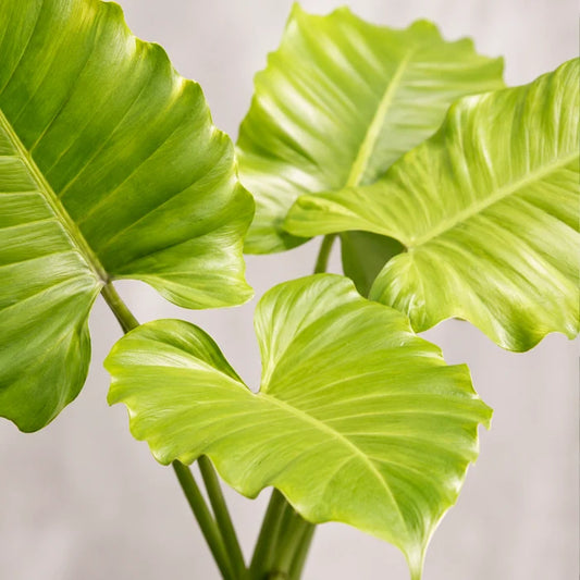 Philodendron Jungle Fever