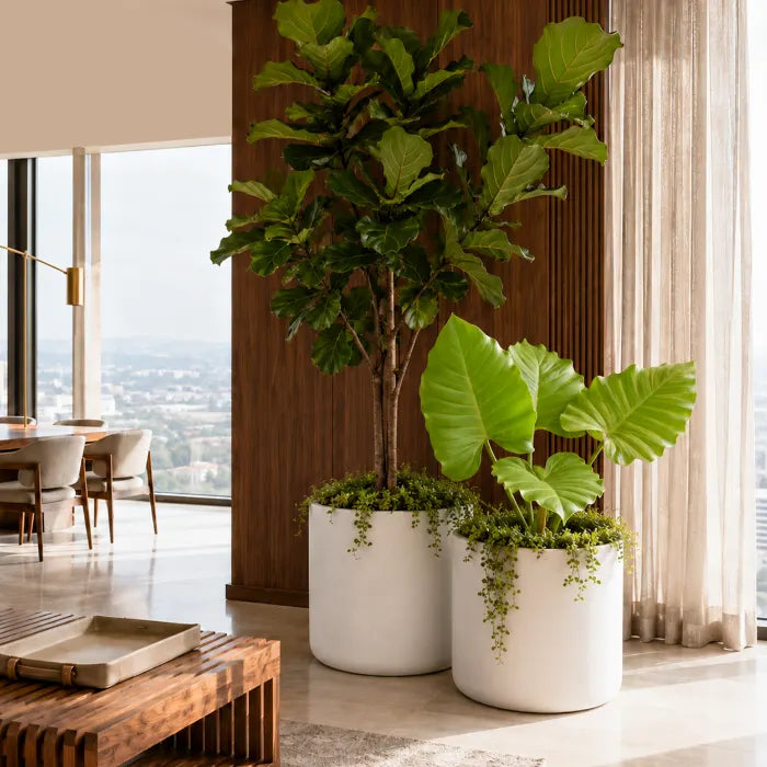 Philodendron Jungle Fever