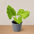 Philodendron Jungle Fever