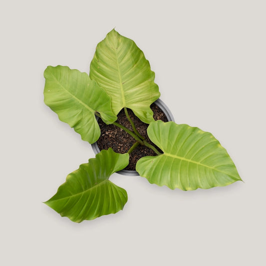 Philodendron Jungle Fever