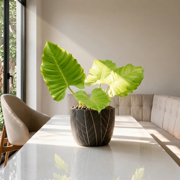 Philodendron Jungle Fever
