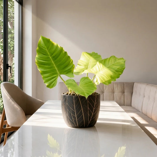 Philodendron Jungle Fever