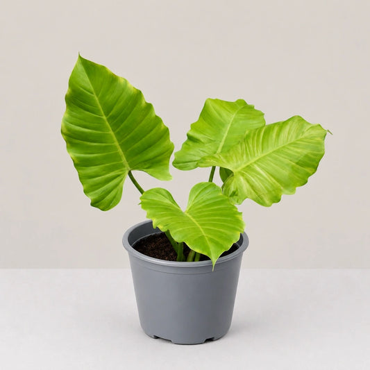 Philodendron Jungle Fever